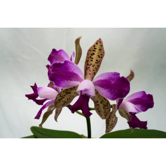 Cattleya Interglossa var. Flamea - Pre adulta