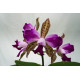Cattleya Interglossa var. Flamea - Pre adulta