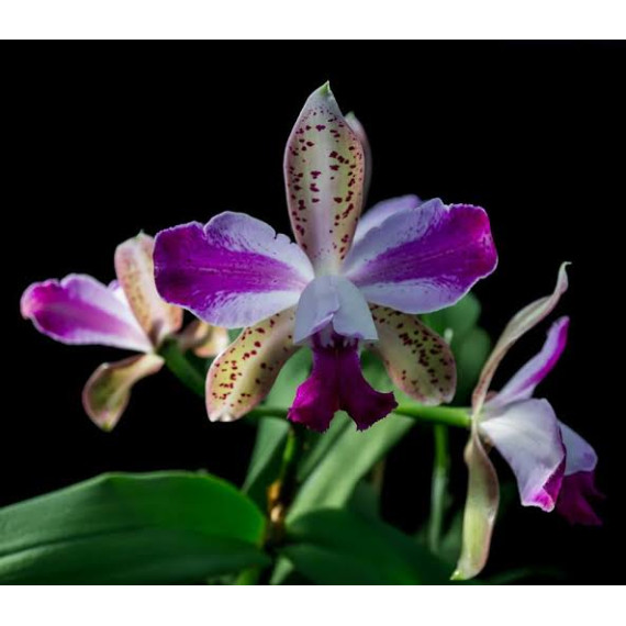 Cattleya Interglossa var. Flamea - Pre adulta