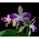 Cattleya Interglossa var. Flamea - Pre adulta