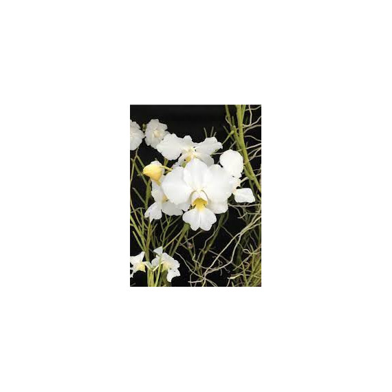 Papilionanthe Poepoe  - AD