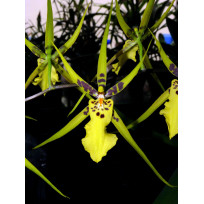 Brassidium Gilded Urchin - AD