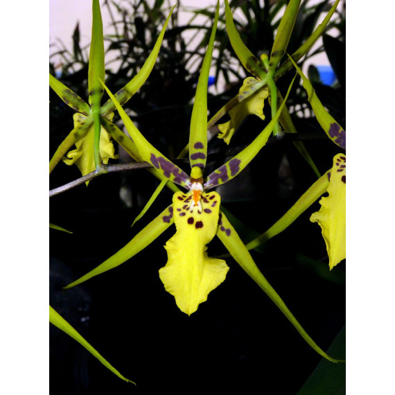 Brassidium Gilded Urchin - MUDA