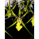 Brassidium Gilded Urchin - MUDA