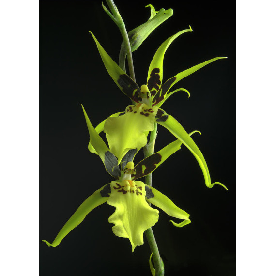 Brassidium Gilded Urchin - MUDA
