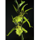 Brassidium Gilded Urchin - MUDA