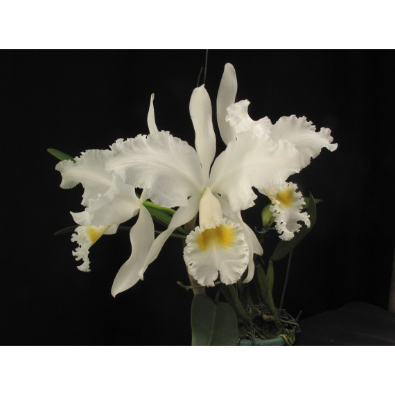 Cattleya Mendelii Alba OSC - T4