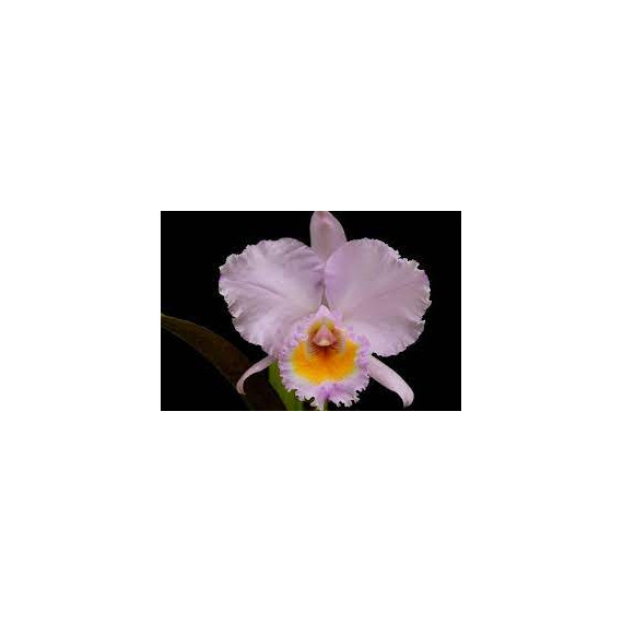 Cattleya Trianae Concolor var. Orion  - Muda