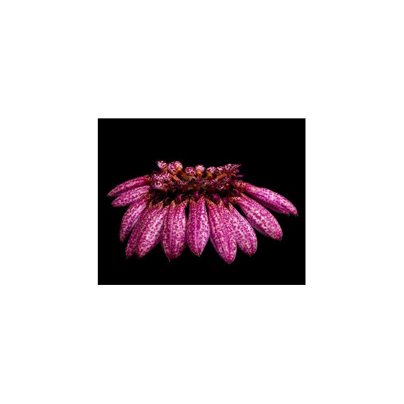 Bulbophyllum Eberhardtii (Haste)