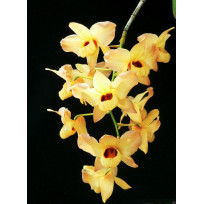 Dendrobium Moschatum (Muda 20 cm)
