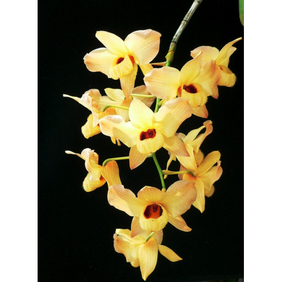Dendrobium Moschatum (Keiki/Muda)