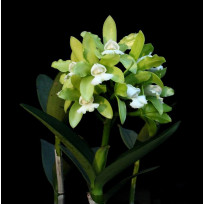 Cattleya Leopoldii var. Alba - Adulta
