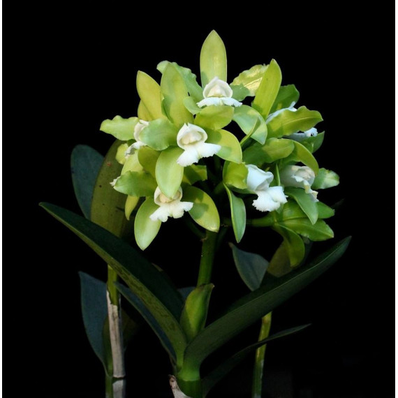 Cattleya Leopoldii var. Alba - Espata