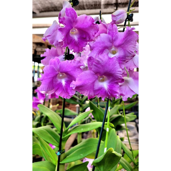 Dendrobium Humming Butterfly Pink  - AD