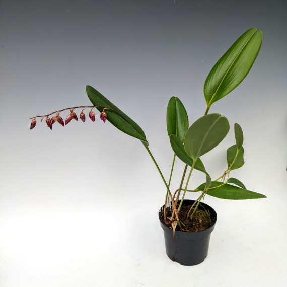 Pleurothallis Restrepioides (AD)