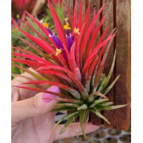 Tilandsia Ionanta Fuego + Suporte de arame