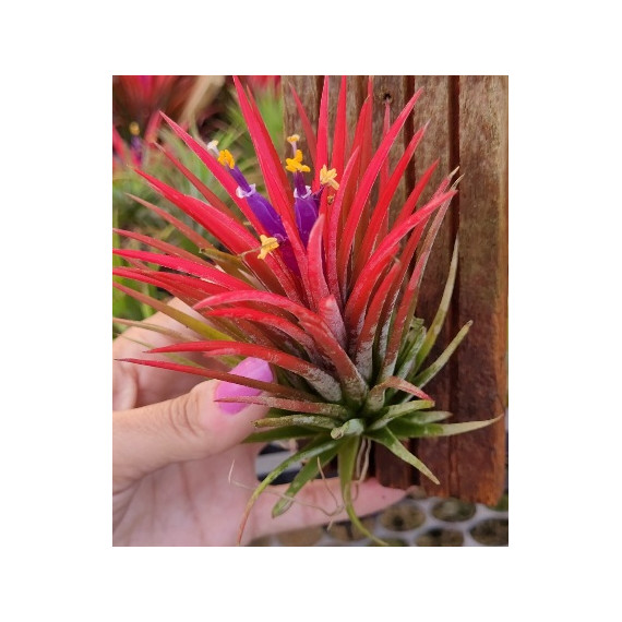 Tilandsia Ionanta Fuego + Suporte de arame