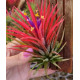 Tilandsia Ionanta Fuego + Suporte de arame