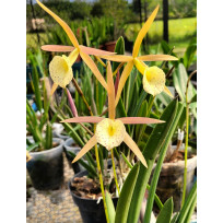 Bc. Yellow Bird - NBS (NA JANGADINHA)