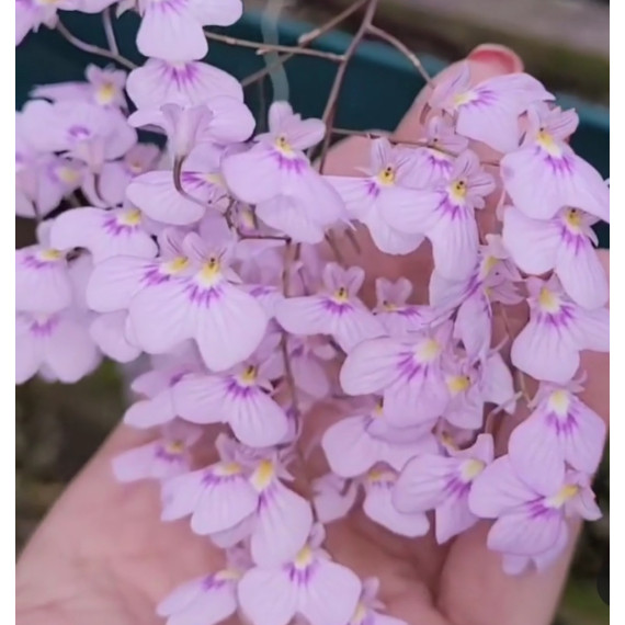 Ionopsis Paniculata (Chuva de Prata) Haste Floral