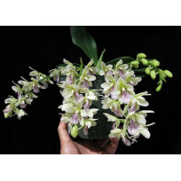 Phalaenopsis Japônica (Sedirea) - Mudinha