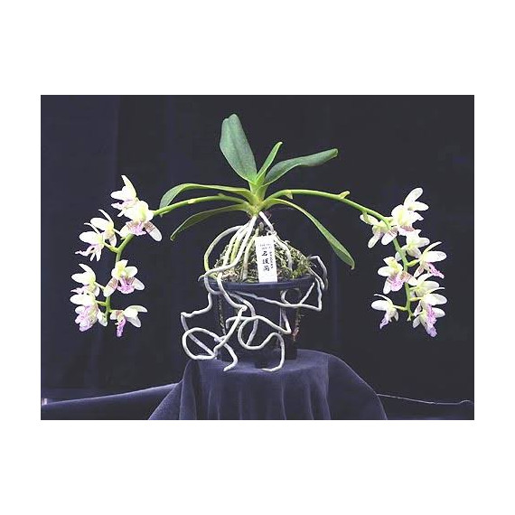 Phalaenopsis Japônica (Sedirea) - Mudinha