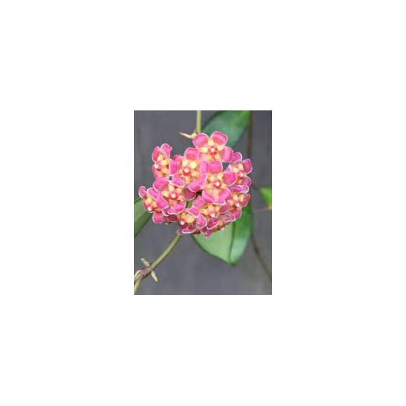 Flor de Cera (Hoya David Cumingii) - AD