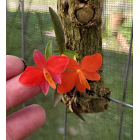 Sophronitis Pygmaea - Muda