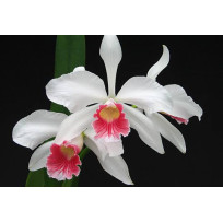 Laelia Purpurata Carnea Cereja - NBS