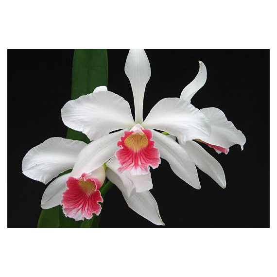 Laelia Purpurata Carnea Cereja - T4