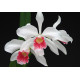 Laelia Purpurata Carnea Cereja - T4