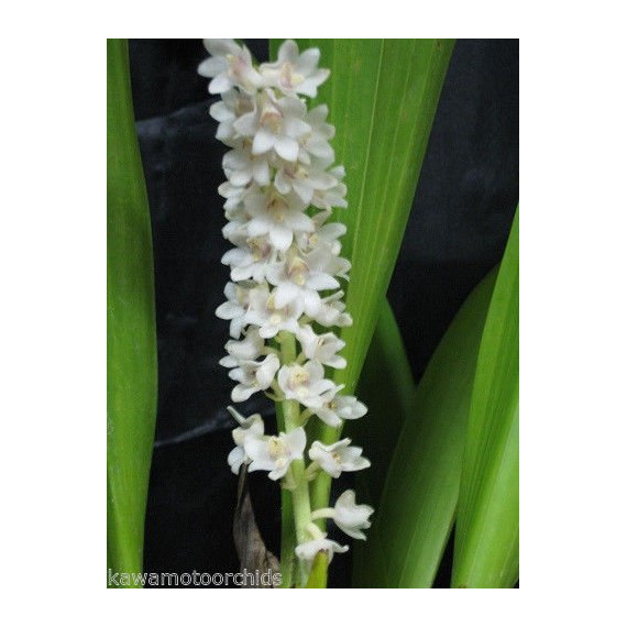 Eria Hyacintoides - AD