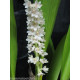 Eria Hyacintoides - AD