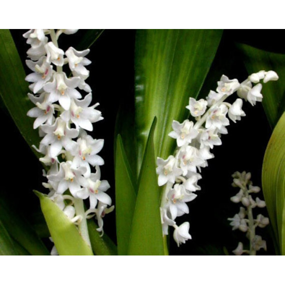 Eria Hyacintoides - AD
