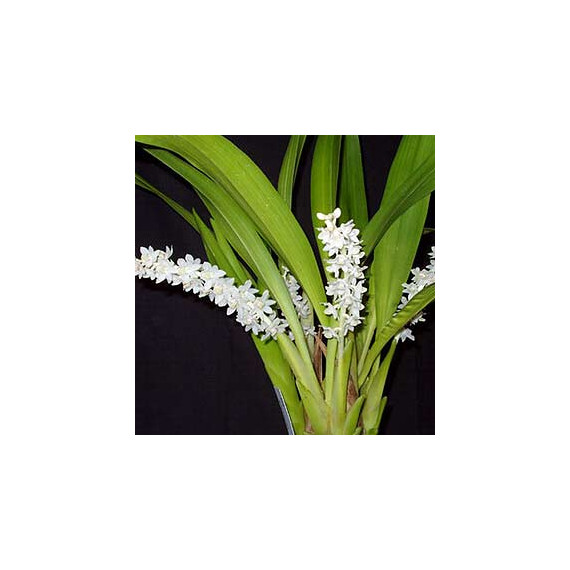 Eria Hyacintoides - AD