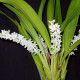Eria Hyacintoides - AD