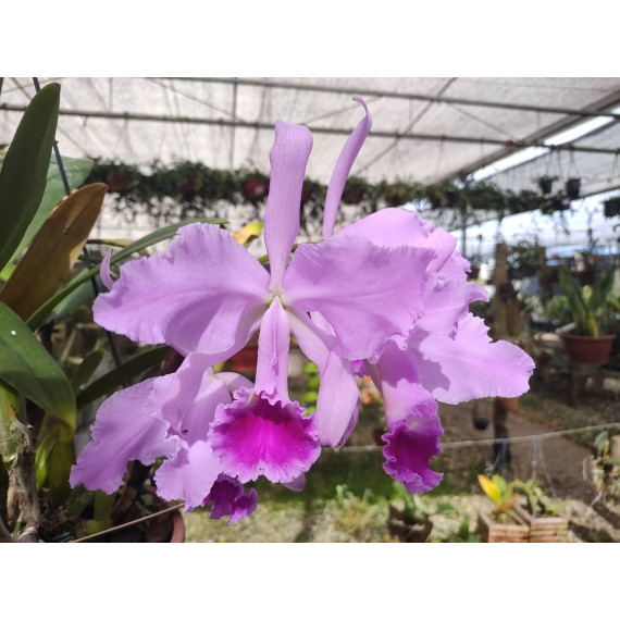 Cattleya Warnerii Tipo OSC - AD