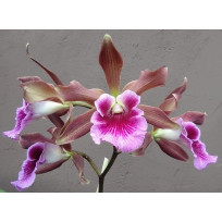 Catyclia Brazilian Rubies ( Corte Enraizado ) - AD