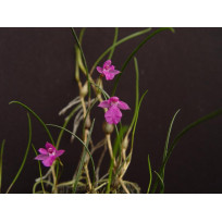 Isabelia Pulchela - AD