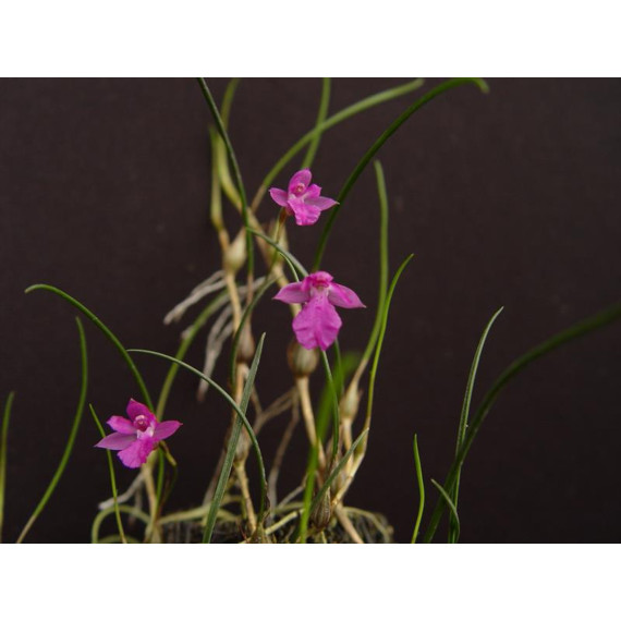 Isabelia Pulchela - Epoca de flor