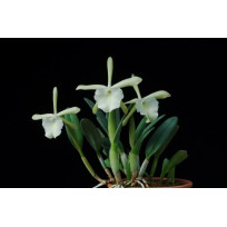 Brassavola Glauca - AD
