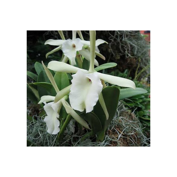 Brassavola Glauca - ESPATANDO