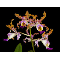 Schomburgkia Thompsoniana - T3