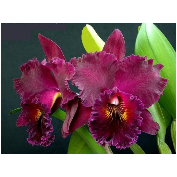 Blc. Chia Lin "New City" - AD