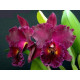 Blc. Chia Lin "New City" - ESPATANDO