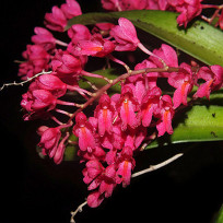 Rodriguezia Lanceolata - AD