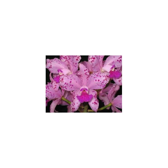 Cattleya Amethystoglossa Orchidglade AM/AOS - AD