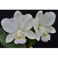 Cattleya Dolosa Albescens AD - No Cachepo