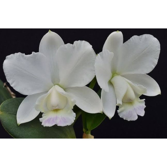 Cattleya Dolosa Albescens AD - No Cachepo