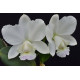 Cattleya Dolosa Albescens AD - No Cachepo